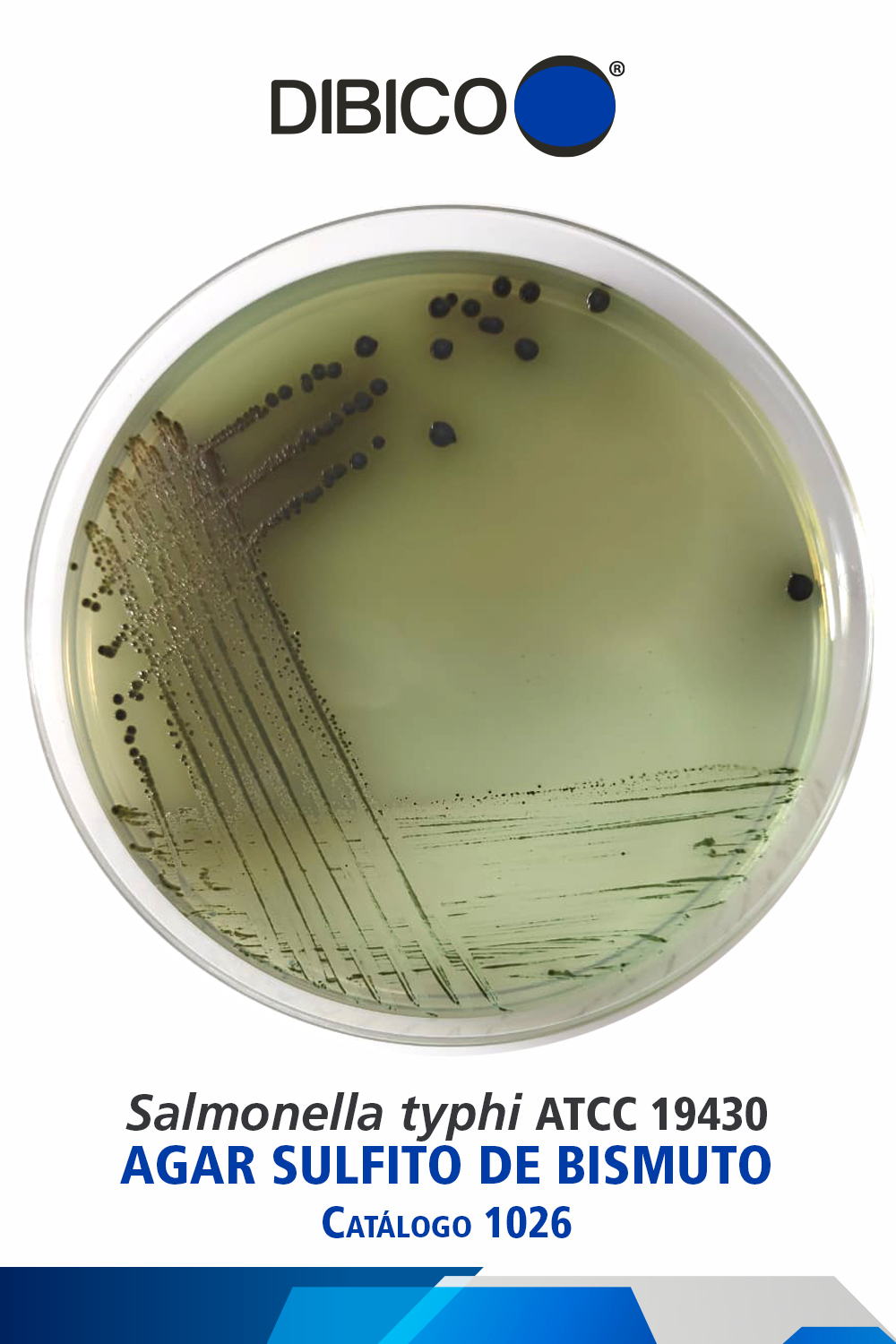 4 Salmonella typhi ATCC 19430