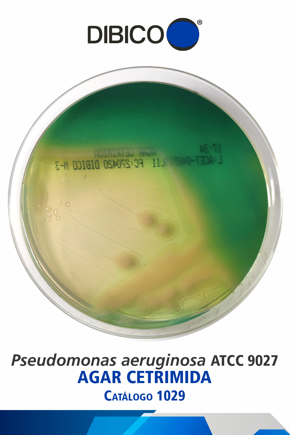 5 Pseudomonas aeruginosa ATCC 9027