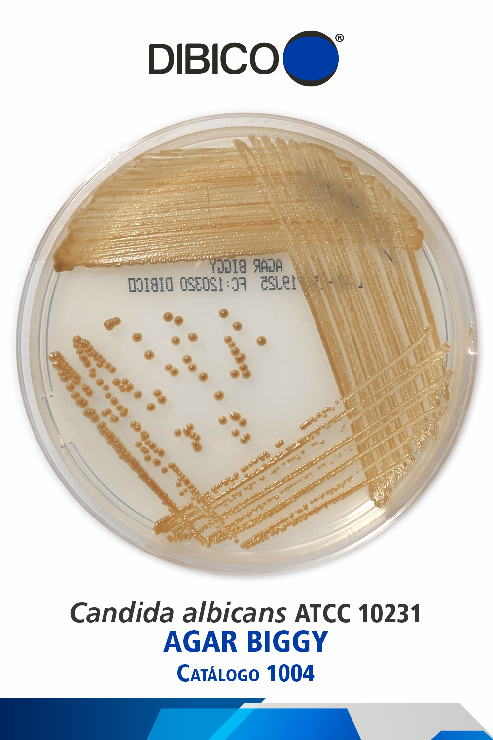 Candida albicans ATCC 10231