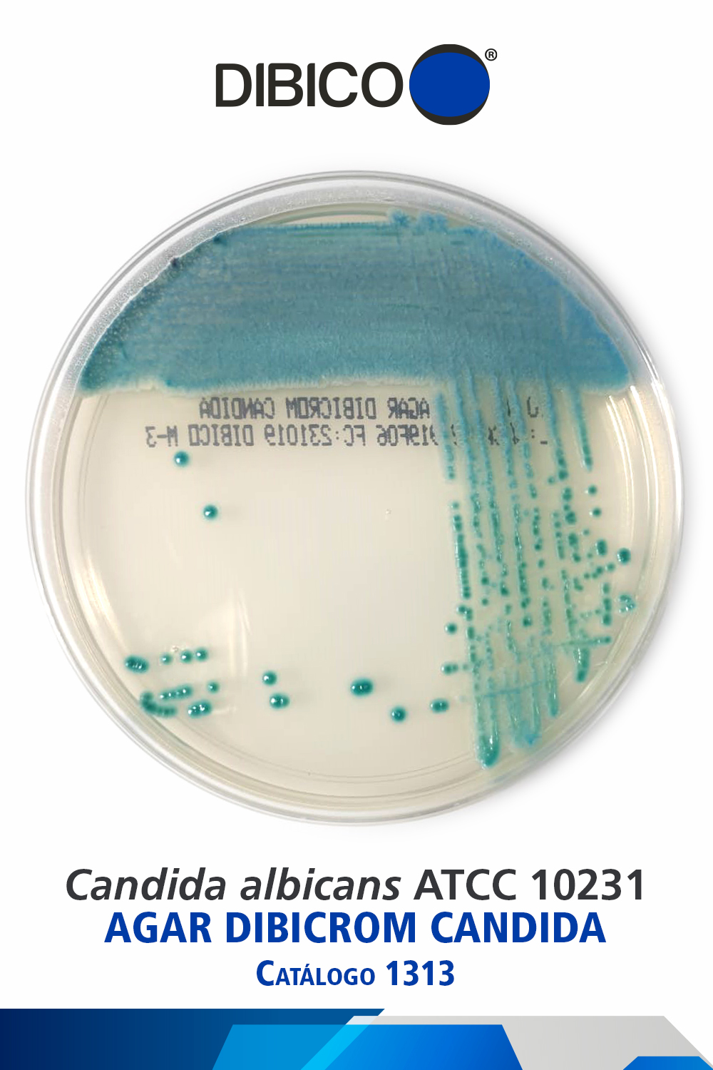 Candida albicans ATCC 10231 cat 1313