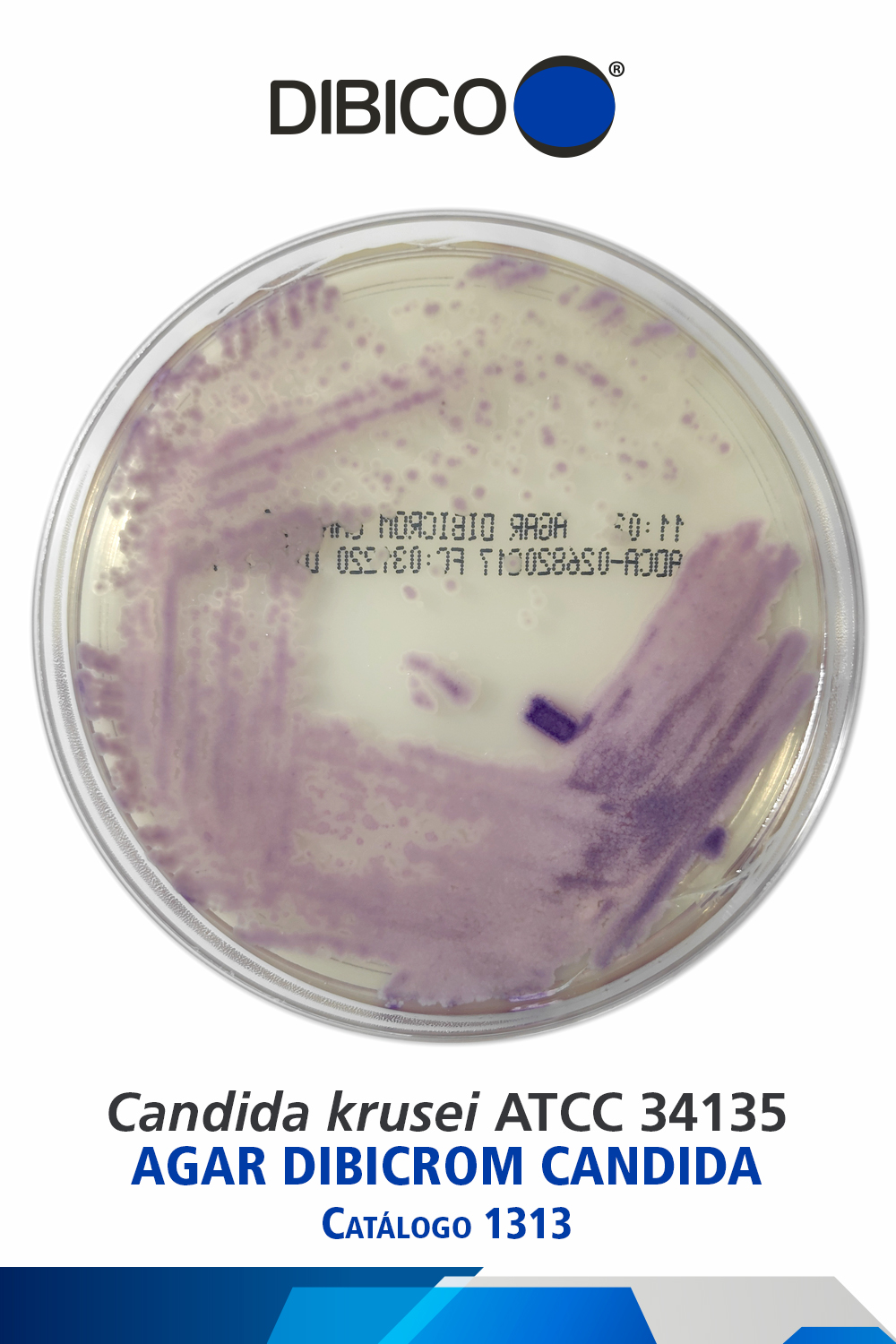 Candida krusei ATCC 34135