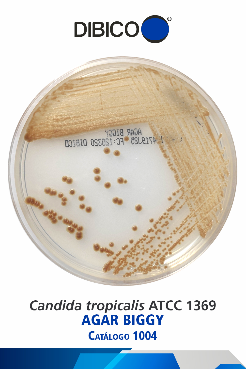Candida tropicalis ATCC 1369 Cat. 1004