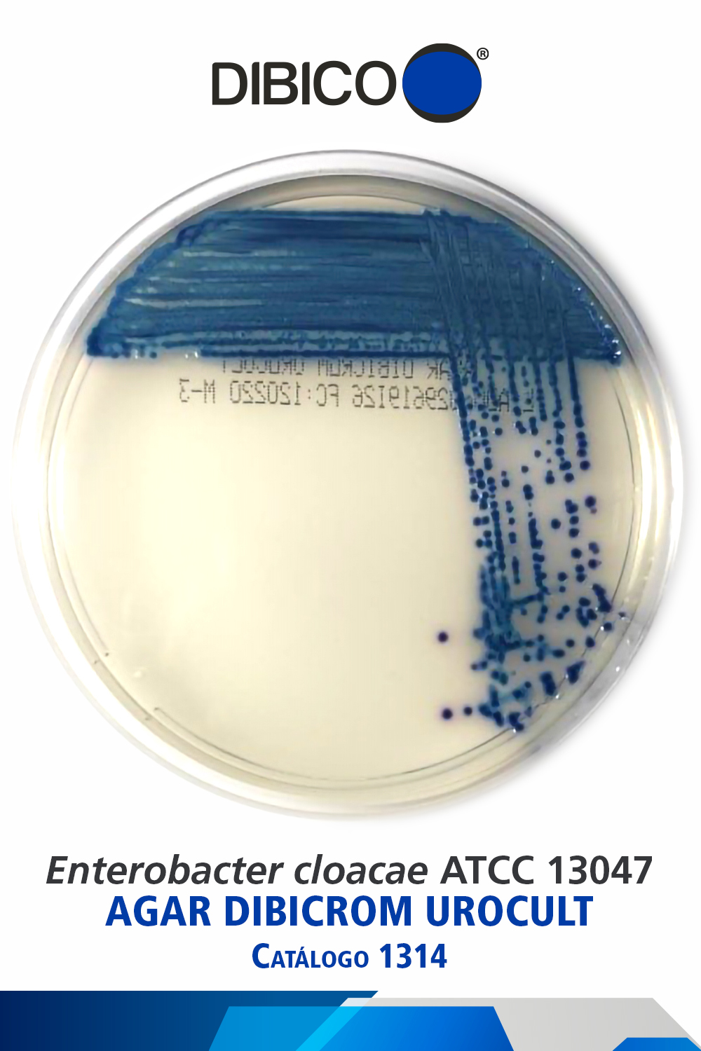 Enterobacter cloacae ATCC 13047