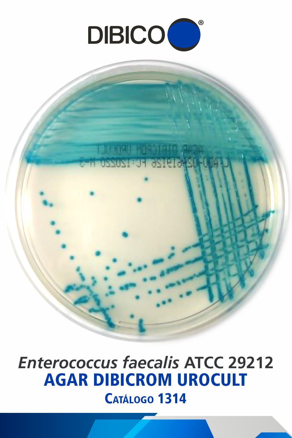 Enterococcus faecalis ATCC 29212