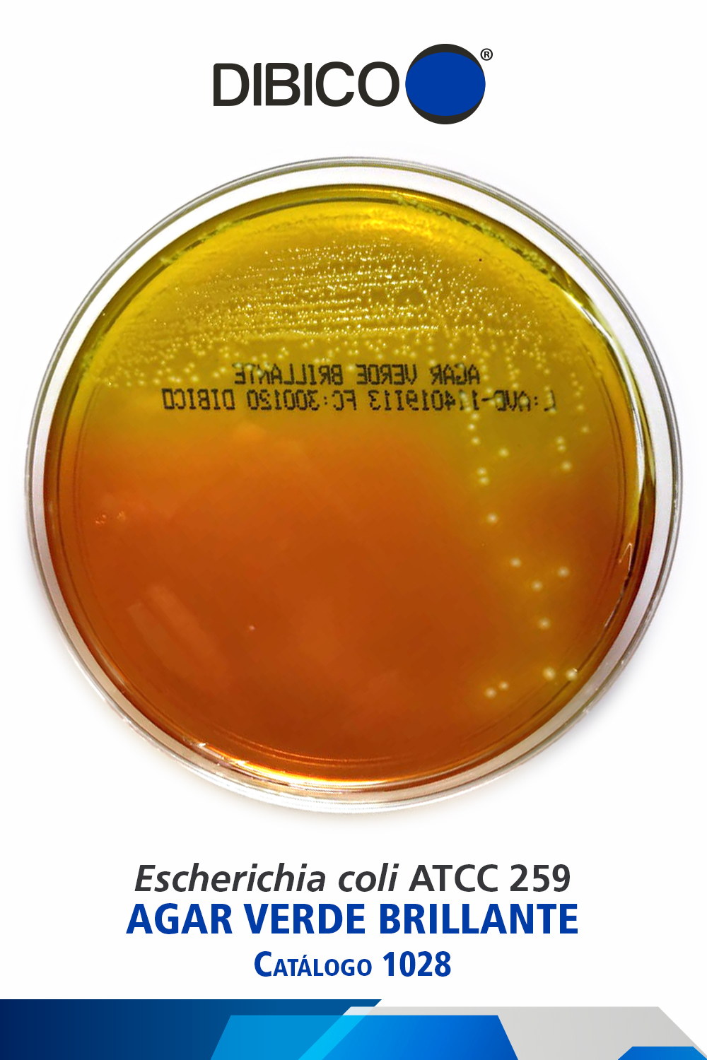 Escherichia coli ATCC 259