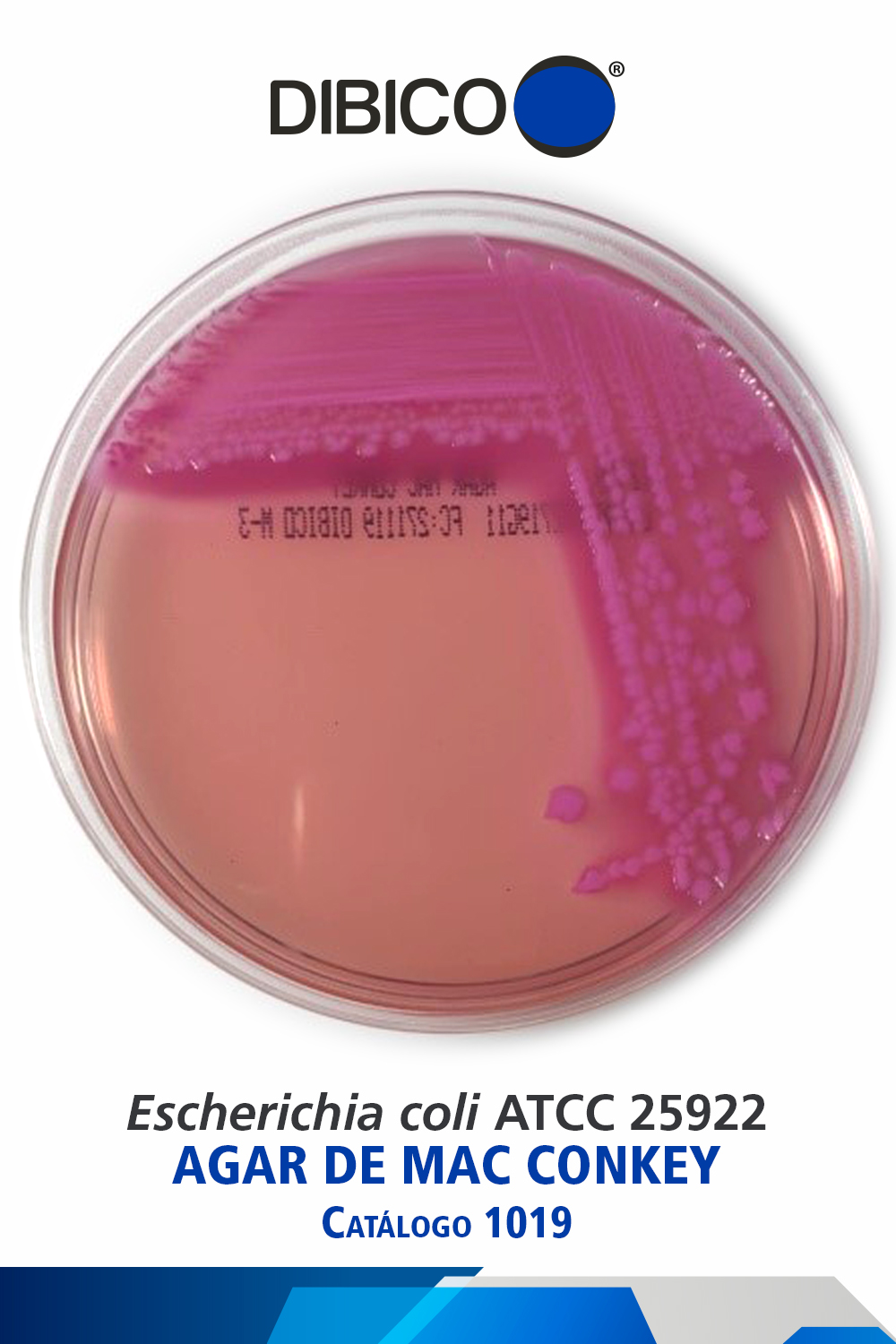 Escherichia coli ATCC 25922 AGAR DE MAC CONKEY