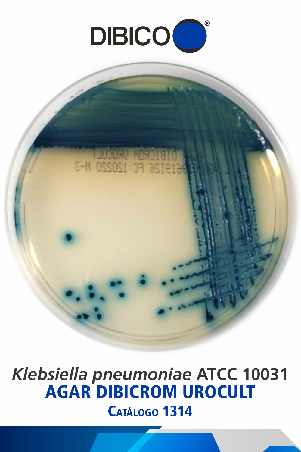 Klebsiella pneumoniae ATCC 10031