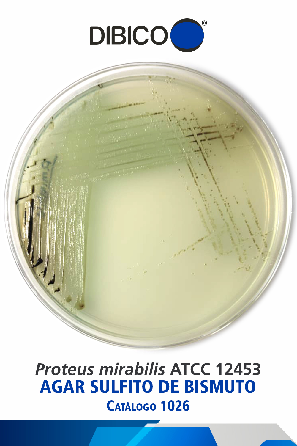 Proteus mirabilis ATCC 12453 Cat 1026