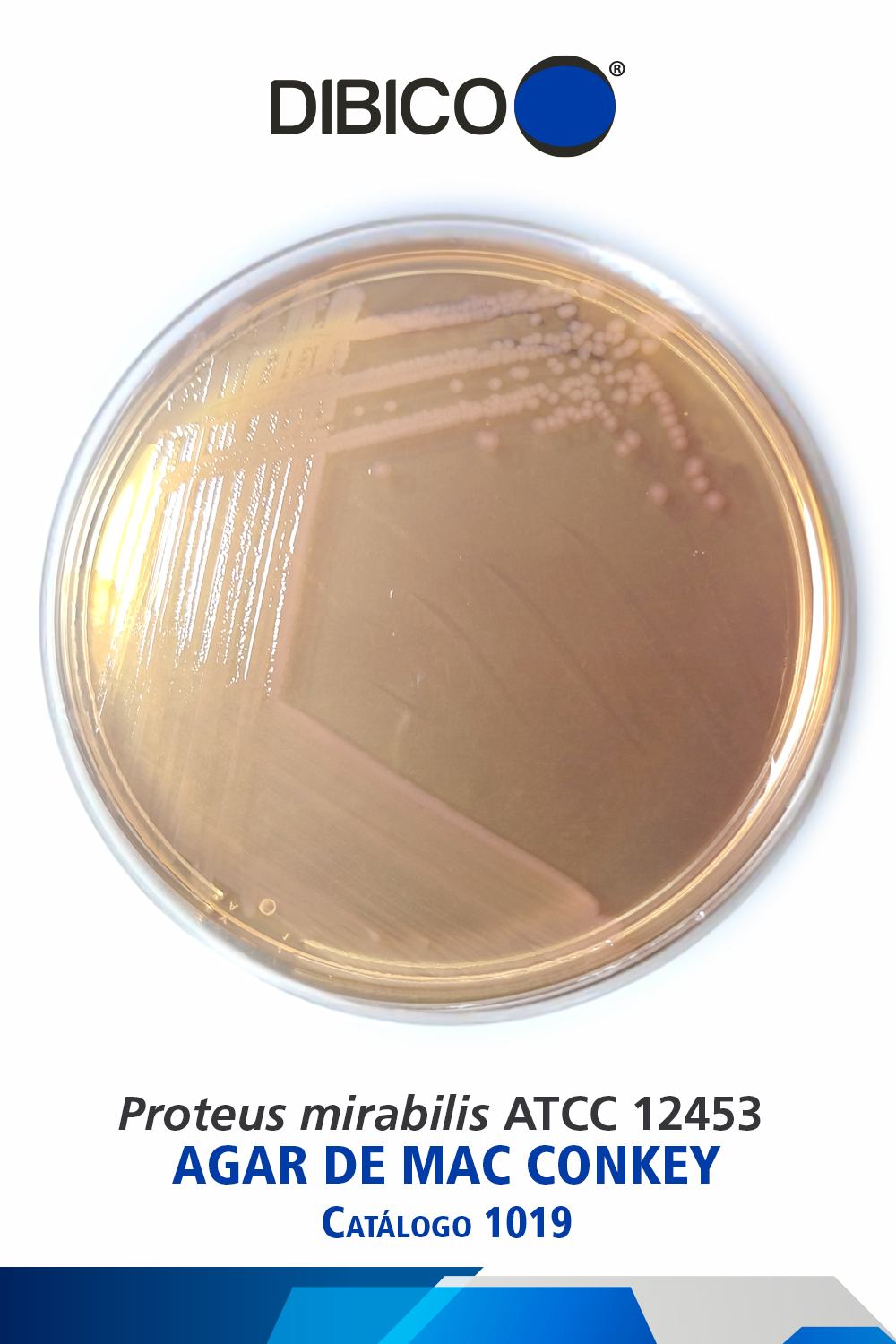 Proteus mirabilis ATCC 12453