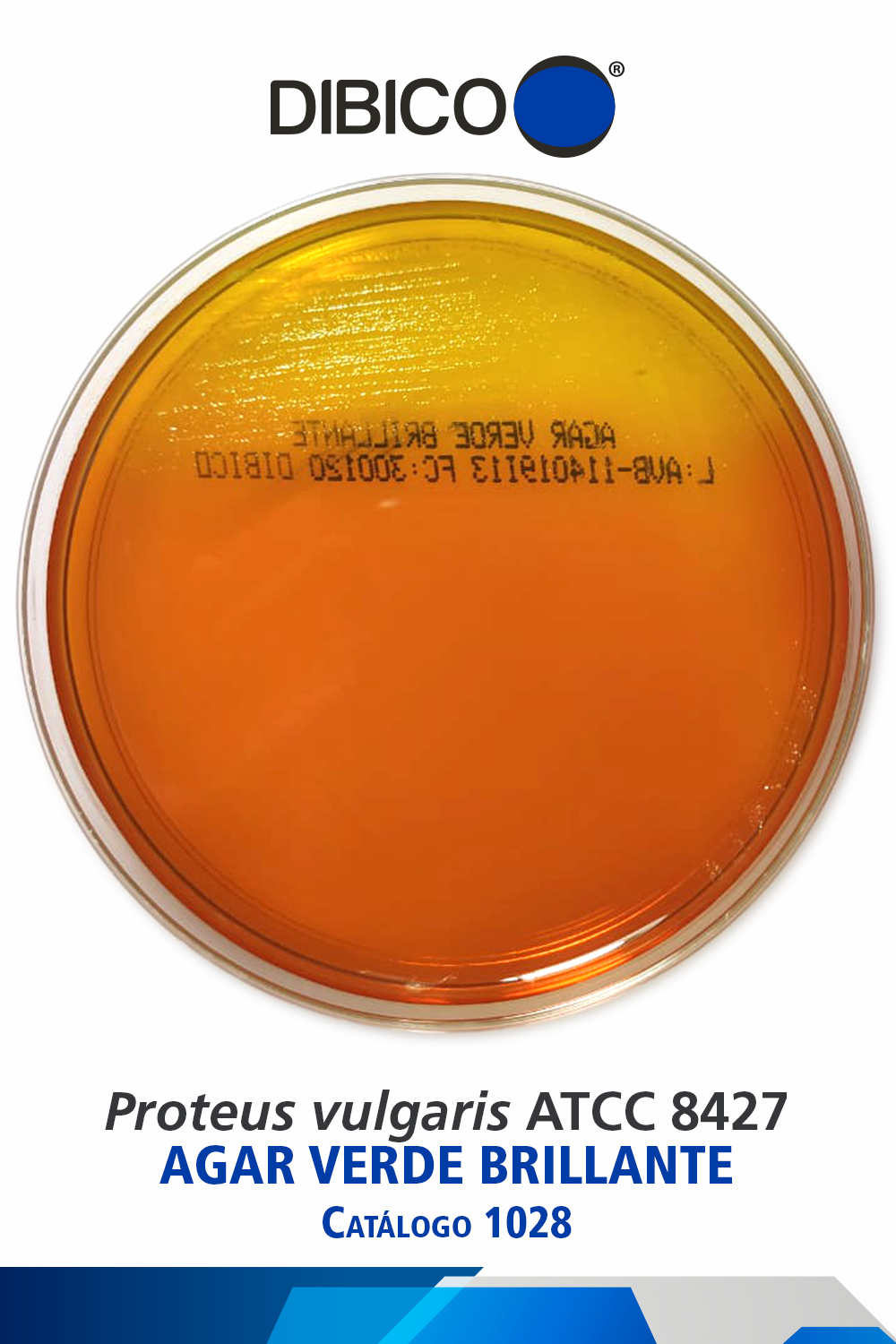 Proteus vulgaris ATCC 8427 Cat. 1028