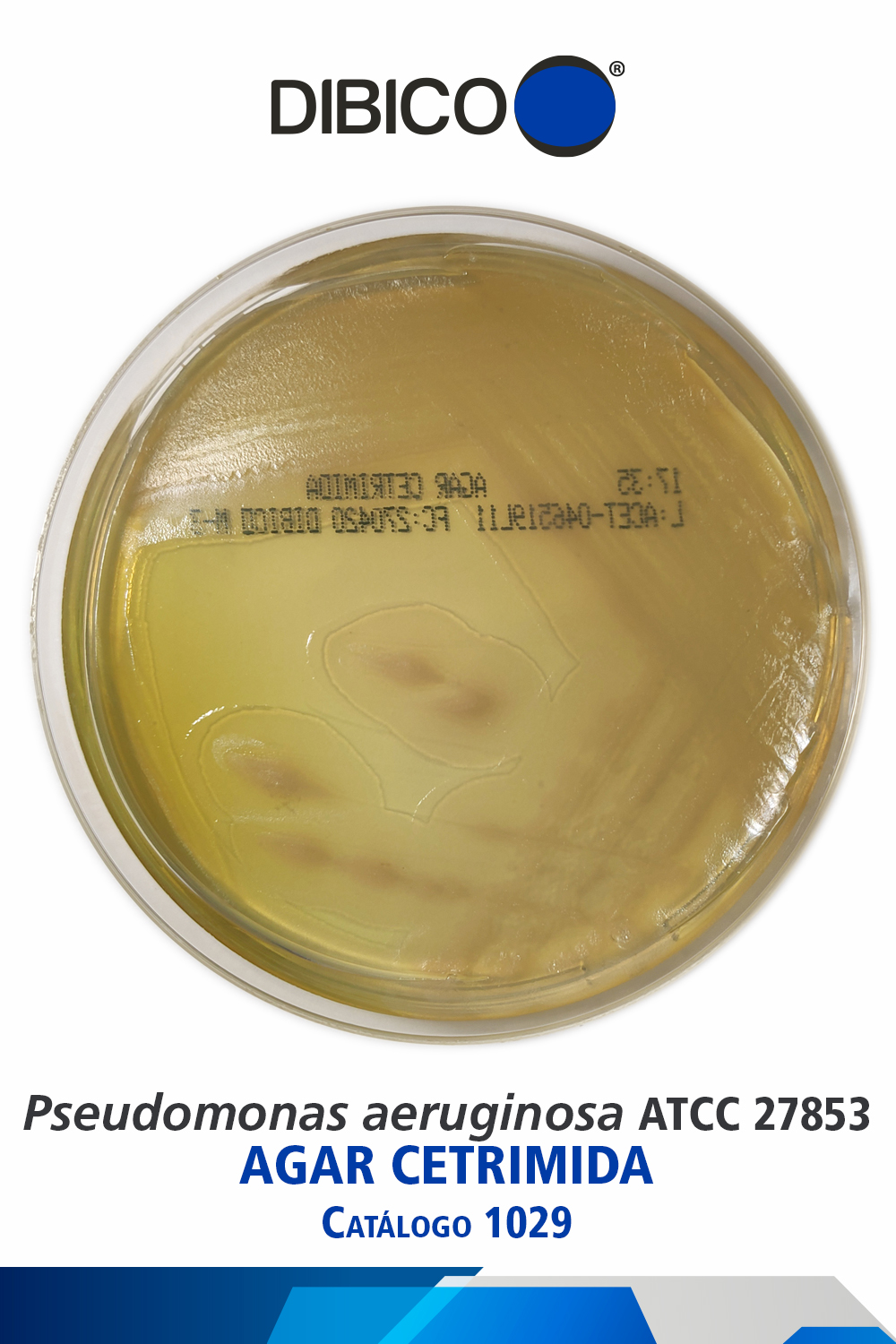 Pseudomonas aeruginosa ATCC 27853