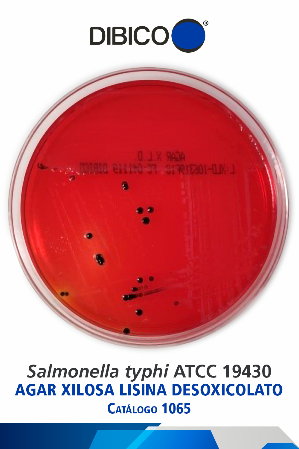 Salmonella typhi ATCC 19430