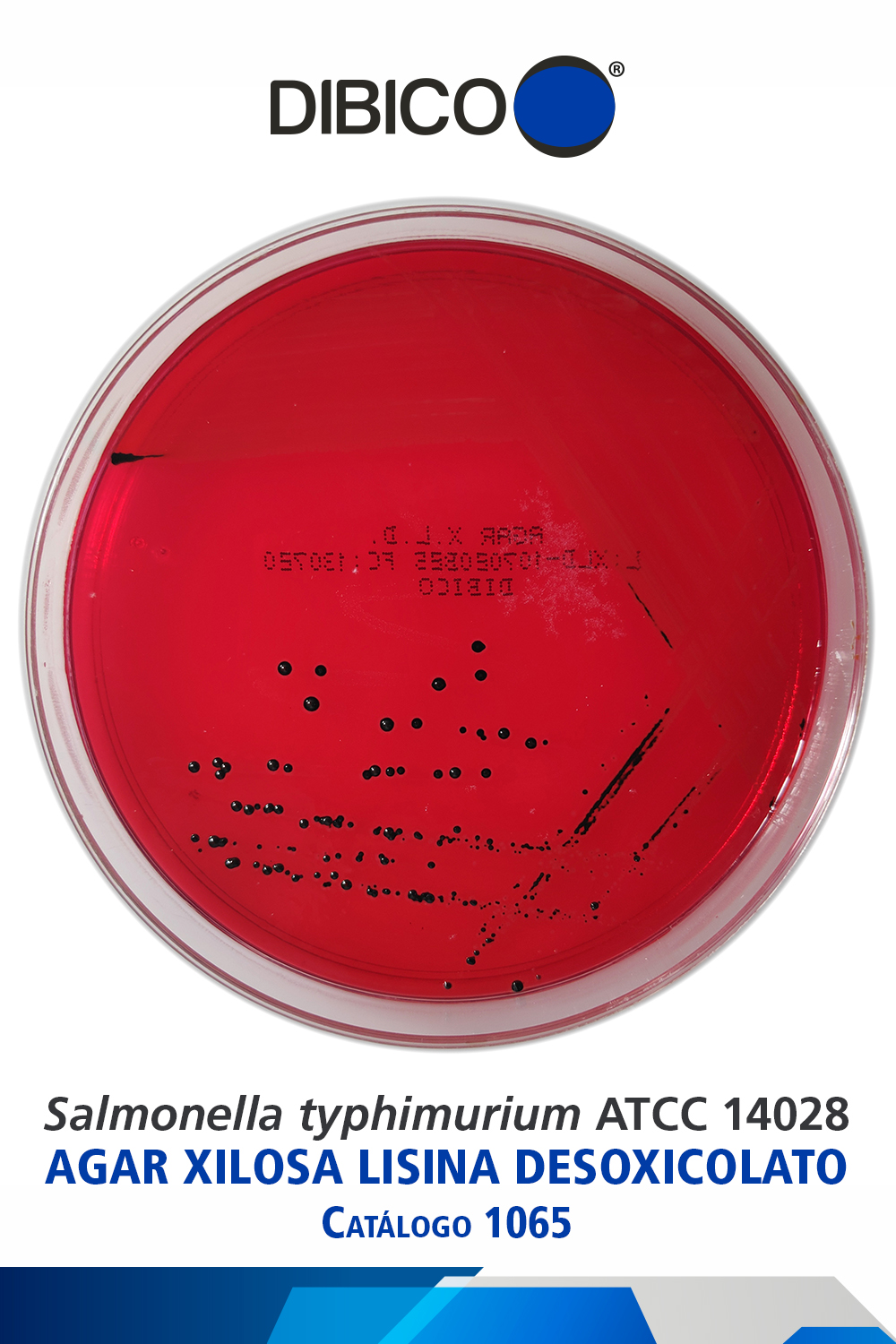 Salmonella typhimurium ATCC 14028 Cat 1065