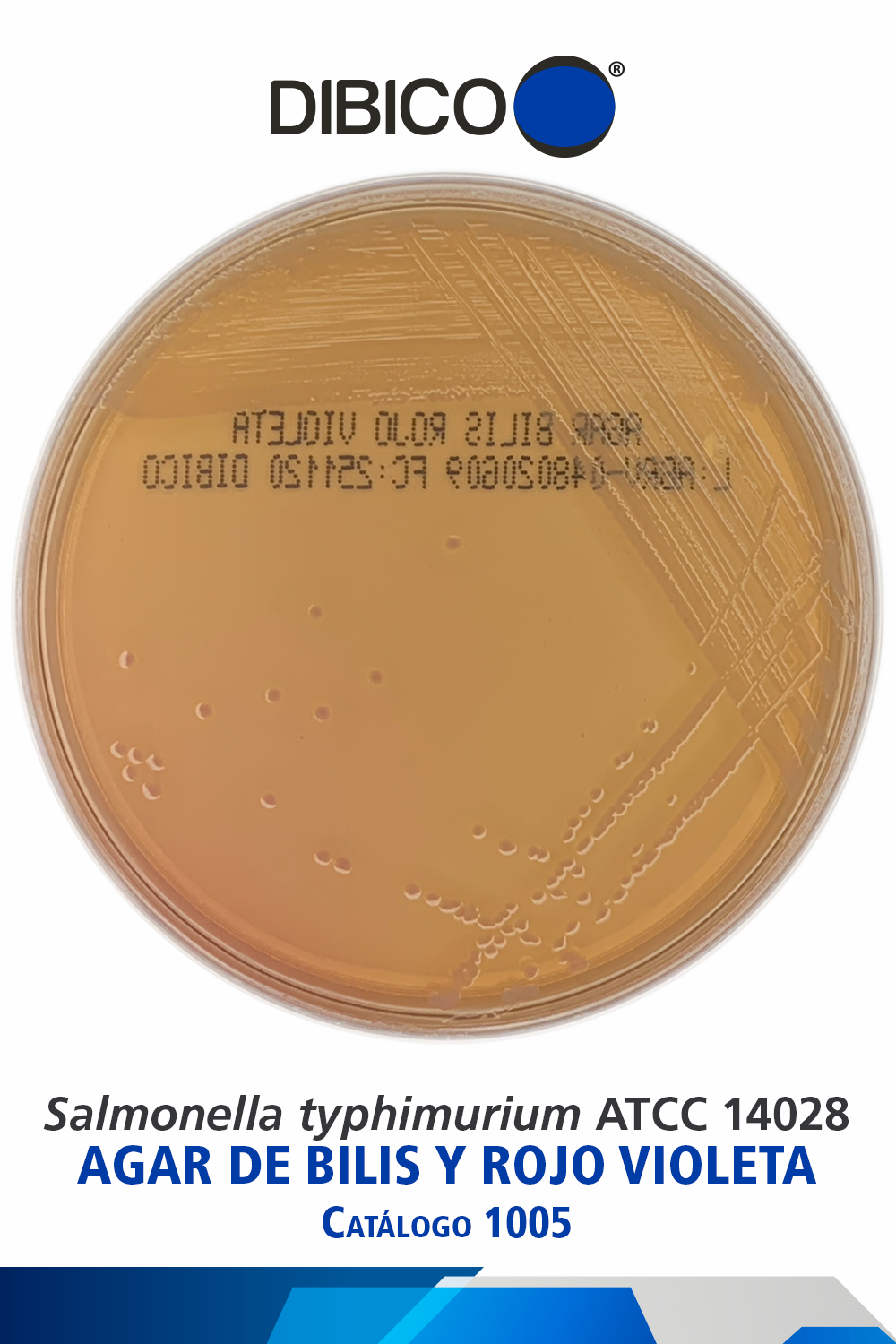 Salmonella typhimurium ATCC 14028 cat 1005