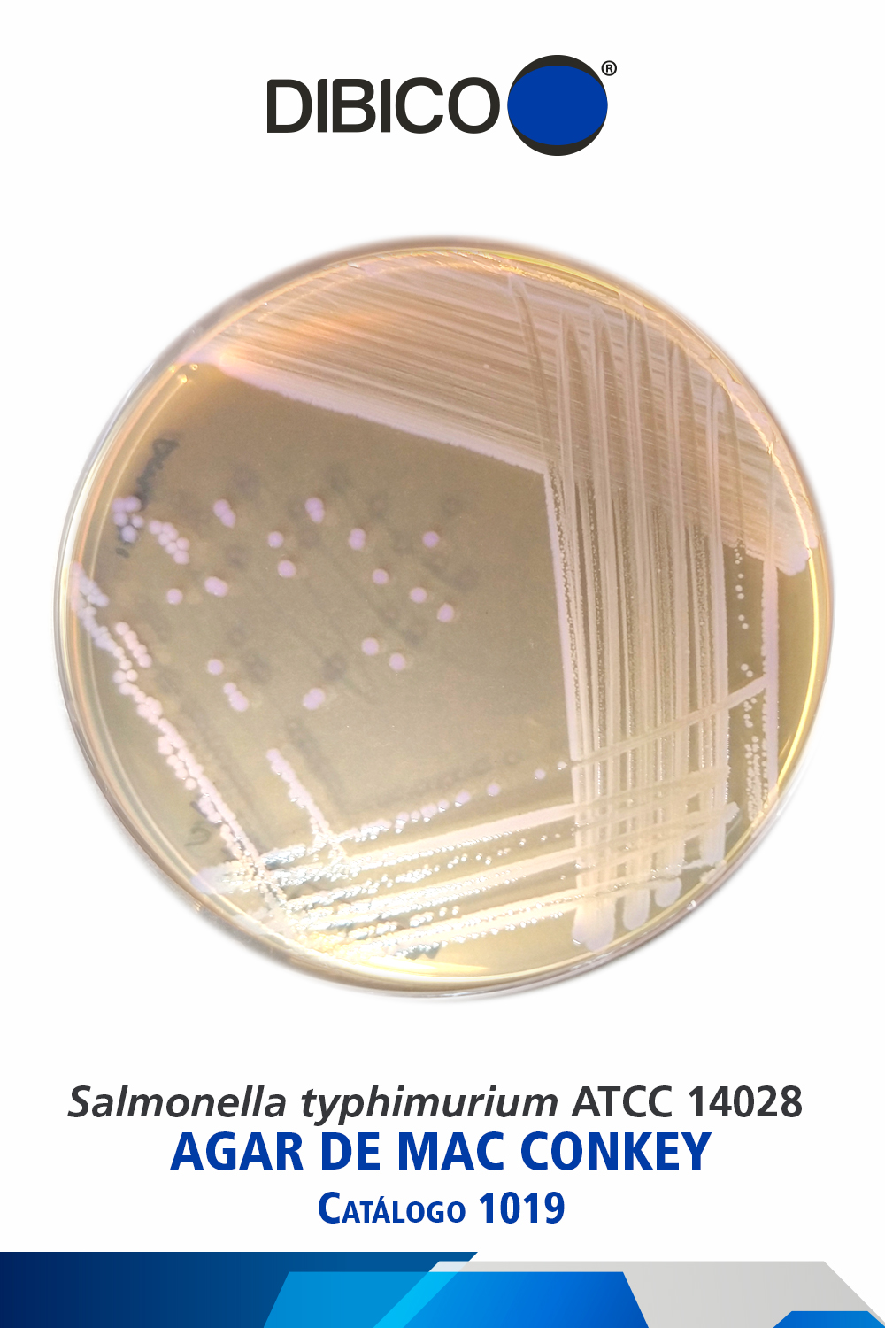 Salmonella typhimurium ATCC 14028