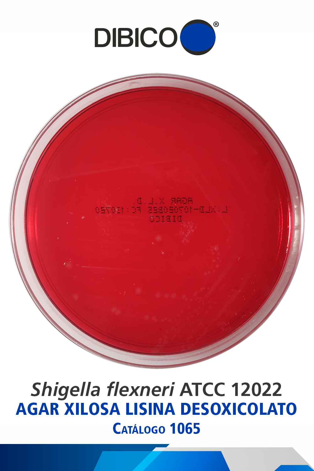 Shigella flexneri ATCC 12022 cat 1065