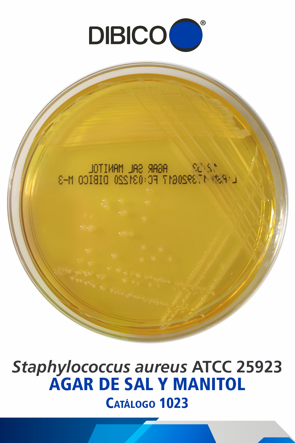 Staphylococcus aureus ATCC 25923 AGAR DE SAL Y MANITOL Catálogo