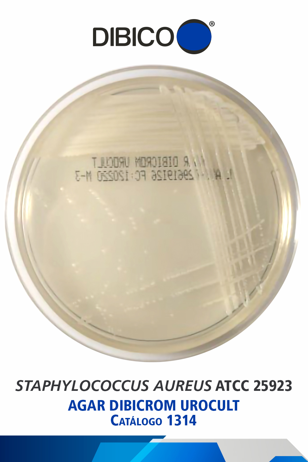 Staphylococcus aureus ATCC 25923