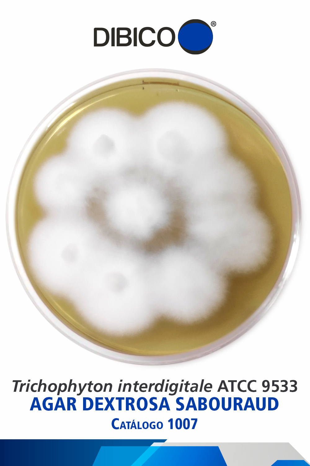 Trichophyton interdigitale ATCC 9533