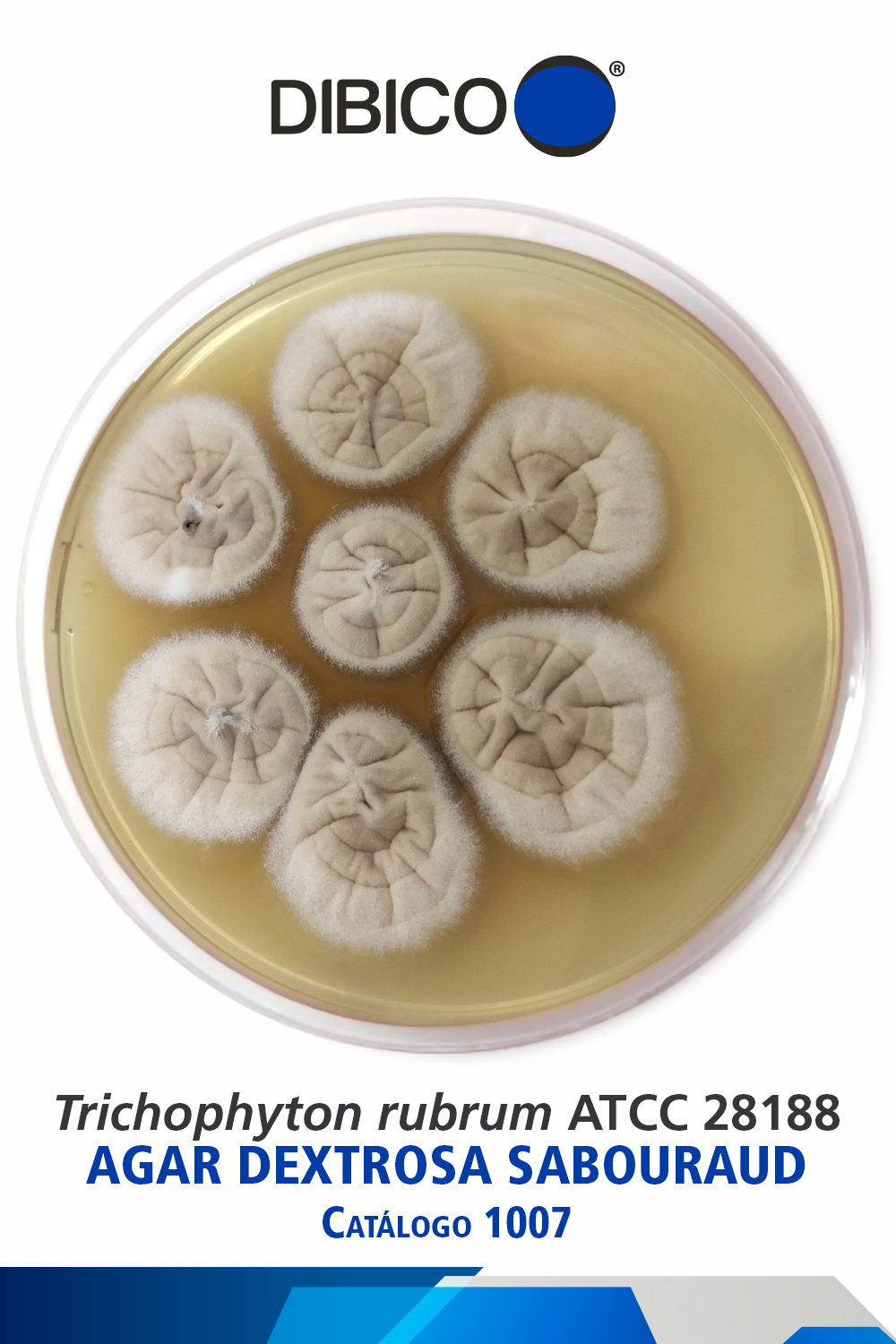 Trichophyton rubrum ATCC 28188